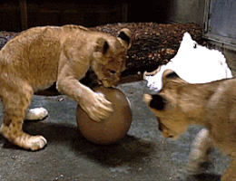 Cùng tranh nhau quả bóng.