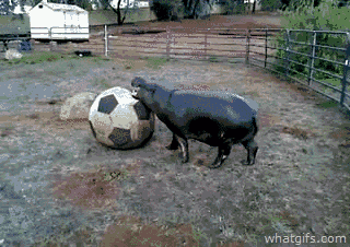 Hà mã con loay hoay với quả bóng còn to hơn cả cơ thể nó.