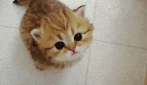 Ngay cả khi kêu cũng đáng yêu như thế này.