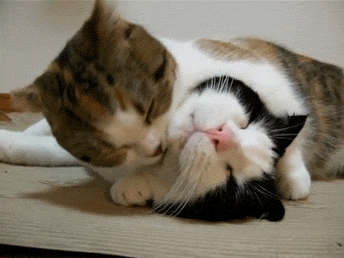 Hai chú mèo này đang chải chuốt cho nhau để cùng làm thần tượng mạng.