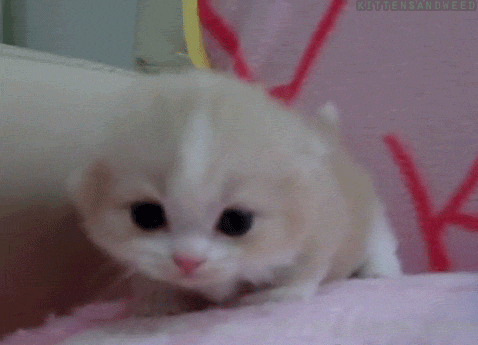 Chú mèo nhỏ với chiếc đầu tròn xoe như một quả bóng rất dễ tạo nên một cơn bão Like trên mạng.