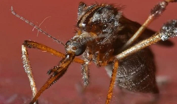 Hé lộ bí ẩn về loài muỗi khổng lồ to bằng con ong