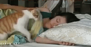 Cố gắng gọi chủ nhân dậy nhưng không được.