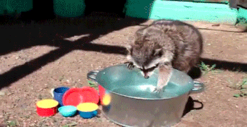 Xem gau meo My rua bat nhu nhan vien chuyen nghiep