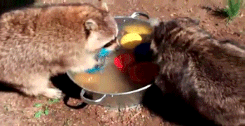 Xem gau meo My rua bat nhu nhan vien chuyen nghiep-Hinh-4