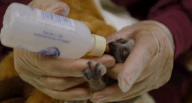 Xem vuon cao con ngai ngu yeu khong chiu noi