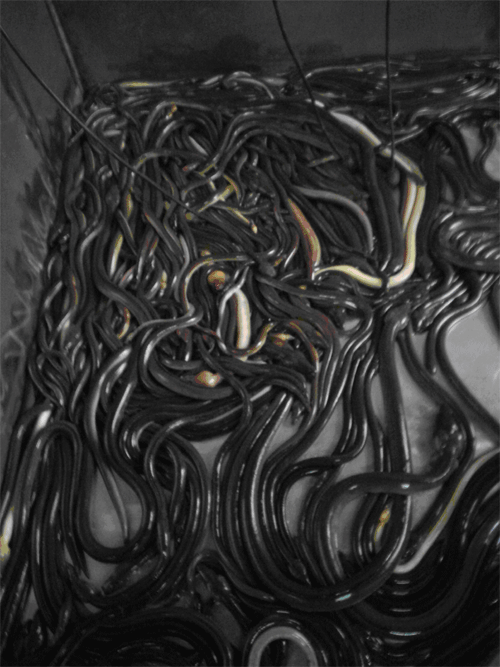 Cá nhệch có khả năng sống trong nhiều tuần liền mà không cần thức ăn. Ảnh thanhhoa.