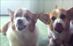 Tuy có giá trung bình là 1.000 USD nhưng tuỳ theo độ thuần chủng, mức giá này còn cao hơn nữa. Vì vậy, Corgi còn là một trong những giống chó đắt đỏ nhất thế giới.