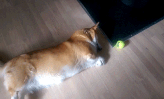 Theo giáo sư tâm lý học Stanley Coren, chó Corgi xứ Wales là giống chó thông minh thứ 11 trong họ hàng nhà chó.