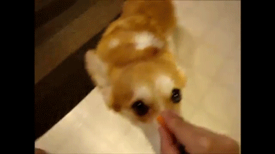 Chó Corgi xứ Wales cổ đã xuất hiện trên trái đất từ 1.000 năm trước. Thân hình thấp lùn giúp chúng tránh những cú đá hậu đau đớn của gia súc.