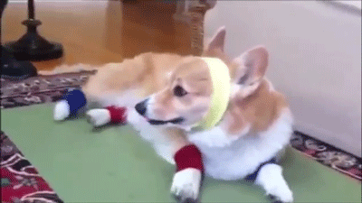 Có hai loại chó Corgi. Pembroke Corgi là giống xưa nhất và hiện đã trở thành phổ biến, sở hữu chiếc đuôi ngắn và dựng đứng, tai vểnh nhọn. Người anh em của chúng là Cardigan Corgi với chiếc đuôi dài và tai tròn hơn.