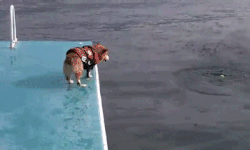 Thông thường, loài Pembroke Corgi có tuổi thọ từ 12-15 năm, còn loài Cardigan Corgi chỉ thọ từ 12-14 năm.