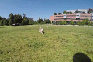 Mặc dù nuôi khá nhiều chó nhưng Nữ hoàng Elizabeth chưa bao giờ bán bất kỳ một chú chó Corgi con nào mà thường đem chúng làm quà tặng.