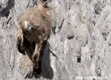 Những con dê thuộc loài Alpine Ibex, sống chủ yếu trên các ngọn núi của dãy Alps, nơi có các vách núi dựng đứng hiểm trở có biệt tài leo trèo vô cùng thiện nghệ trên những vách dựng đứng của đập Cingino (Italia) vừa để tránh kẻ thù, vừa gặm nhấm lớp muối khoáng ưa thích trên đó.