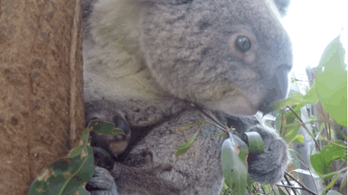 Ngắm nhìn mẹ gấu Koala bằng con mắt ngưỡng mộ.