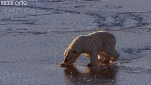 Với thân hình to lớn, mỗi khi đi qua lớp băng mỏng, gấu Bắc Cực phải di chuyển bằng cách dang rộng 4 chân, hạ thấp cơ thể và trượt đi.