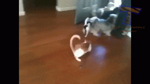 Khả năng chịu đựng đáng nể của chú chó nhỏ.