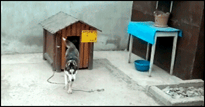 Vào tận nhà của hai con chó lớn để gây sự nhưng cuối cùng mèo ta đành thất vọng vì hai chú chó yêu hòa bình.