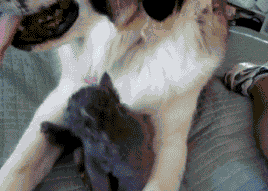 Không những trêu chọc mà con mèo này còn dám cả gan nắm lưỡi của chú chó. May là chú chó này rất hiền.