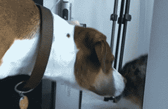 Liên tục lấy tay tát vào mặt chú chó hiền lành.