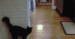 Phục kích và bất ngờ tấn công.