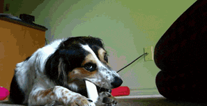 Con mèo đè đầu cưỡi cổ, chó vẫn chuyên tâm với công việc gặm xương của mình.