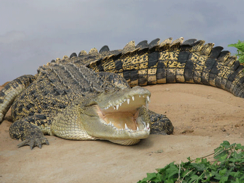 Cá sấu có thể tồn tại trong một thời gian dài mà không cần thức ăn.