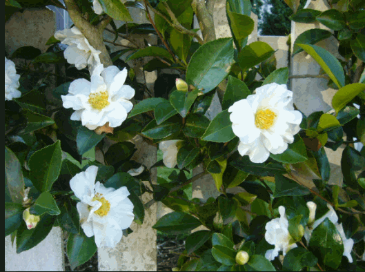  Cây sở còn có tên gọi khác là trà mai, trà mai hoa hoặc trà dầu. Tên khoa học của nó là Camellia oleifera. Ảnh dieutri.