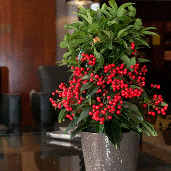 2. Cây kim ngân. Kim ngân là loại cây phong thủy mang ý nghĩa may mắn, tài lộc cho gia chủ.