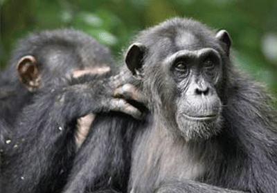 Mặc dù tinh tinh sử dụng cả 4 chi khi di chuyển nhưng chúng có thể đi được chỉ với 2 chân sau.