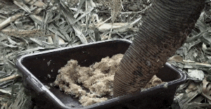 Hồi phục sức khỏe cho Saza là nhiệm vụ đầu tiên của nhân viên ENP. Tuy nhiên, họ gặp rất nhiều khó khăn bởi Saza khó có thể gặm cỏ có sẵn ở đây do bị thiếu răng.