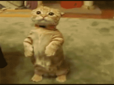 Chú mèo con say mê với điệu nhảy của mình đến nỗi nó không hề bỏ chân xuống ngay cả khi một con chó rất lớn đi ngang qua.