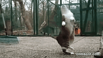 Hình ảnh mèo nhỏ khiêu vũ là những bức ảnh động vô cùng thú vị, khiến cho thế giới loài mèo càng trở nên đáng yêu hơn.