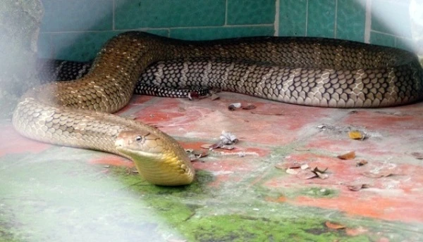 Phát hãi những loài rắn cực độc đang được nuôi tại Việt Nam