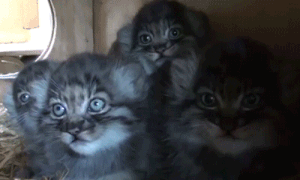 Chắc hẳn không ai muốn lọt vào giữa bầy mèo con đang đói này.