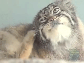 Ai dám làm phiền giây phút nghỉ ngơi của chú mèo này?