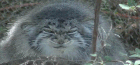 Lông mèo Pallas thường có màu nâu vàng nhạt với những sọc dọc sẫm màu trên thân và hai chân trước. Bộ lông mùa đông xám hơn và ít hoa văn hơn so với bộ lông mùa hè. Con mèo này đang cảnh cáo những ai muốn phiền đến nó khi nó đang ngủ.