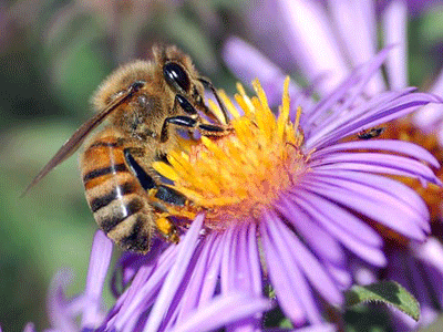 Ong mật. Trong một đàn ong, ong thợ chịu trách nhiệm tìm kiếm thức ăn như mật hoa đem về tổ cho một nhóm ong thợ khác chuyên làm nhiệm vụ sản xuất mật ong. Nhóm này chủ yếu là những con ong cái. Ngoài nhiệm vụ sản xuất mật, những con ong này còn chịu trách nhiệm điều hòa nhiệt độ cho tổ của mình. Chúng làm việc quần quật cả ngày mà không hề tỏ ra bất bình. 