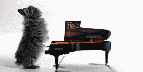 Thỏ con thoải mái thể hiện tài năng âm nhạc với chiếc piano nhỏ xíu này.