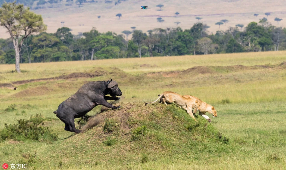 Ảnh độc: Khi thợ săn hóa thành kẻ bị săn