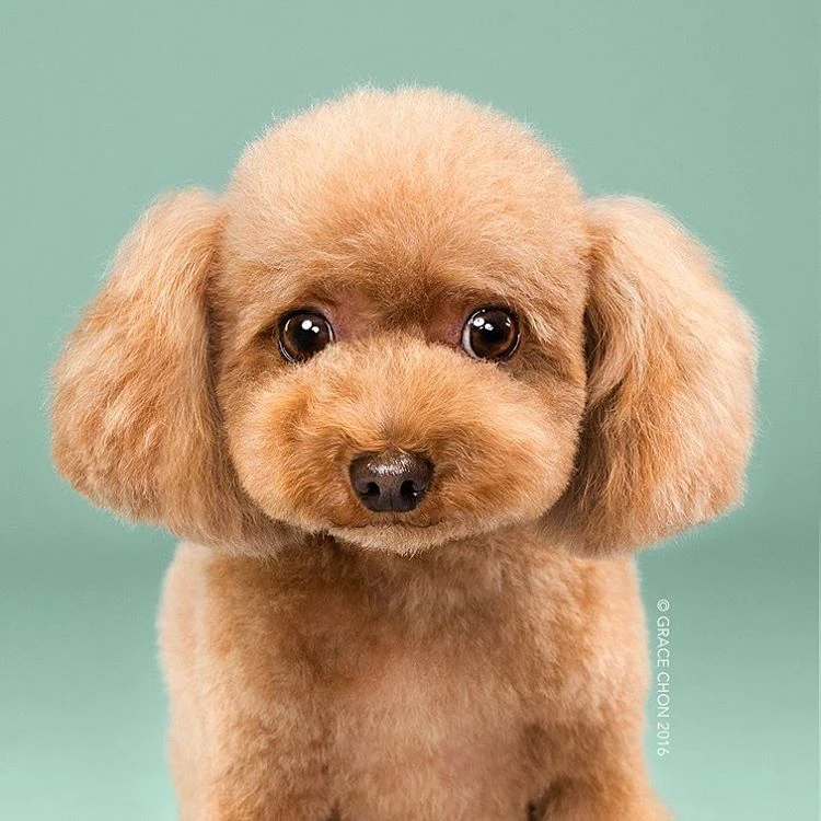 Trố mắt với sự thay đổi của chó cưng sau khi "cắt tóc"