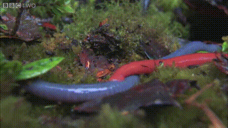 Đó là khoảnh khắc khi con đỉa đỏ khổng lồ thầm lặng trượt dọc theo con mồi của nó.