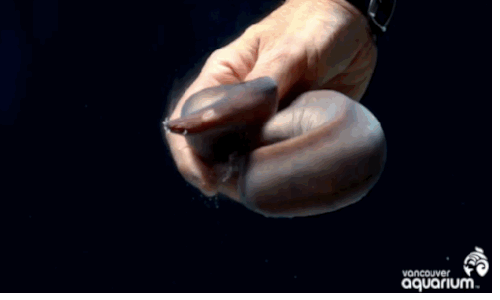 Cá mút đá (Myxinidae) có thân hình tròn, hàm răng sắc cùng chất nhờn ghê rợn trên cơ thể khiến chúng trở thành một trong những loài động vật đáng sợ của biển cả.