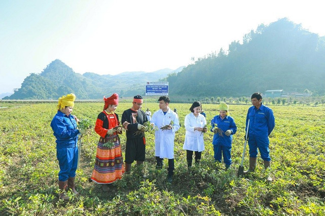 Vùng trồng Đương quy đạt chuẩn GACP-WHO của Dược phẩm Tâm Bình tại Mộc Châu gen-h-z6698786537064-f0acb69faf4e88ea647704d2ff7f53d8.jpg