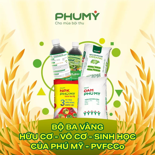 Bộ ba vàng Phú Mỹ 33.jpg