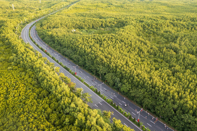 Cung đường marathon uốn lượn giữa rừng ngập mặn xanh mát bất tận 66.jpg