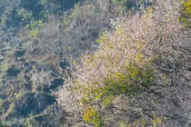 Hoa mơ bắt đầu bung nở, "nhuộm trắng" núi đồi Mộc Châu