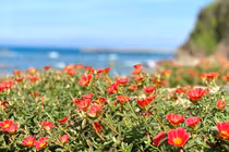 Liên tục bị "kẹt tiền" vì bạn trai Tây quá sòng phẳng