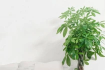 Trồng cây đúng phong thuỷ để hút tài lộc, tiền vàng đổ vào nhà