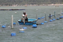 Sự thật về giá tôm hùm ở Phú Yên chỉ 200.000 đồng/kg